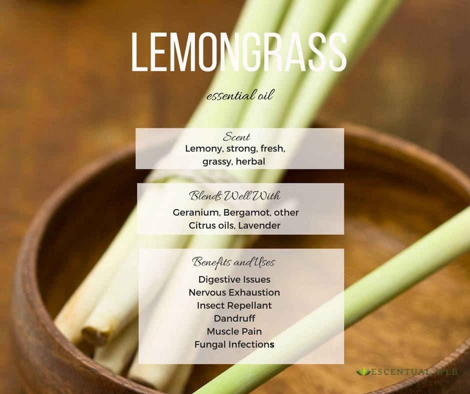 Lemongrass Essential Oil Cymbopogon Citratus Escentual Web