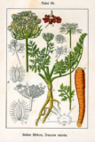 Carrot Seed (Daucus carota) Essential Oil