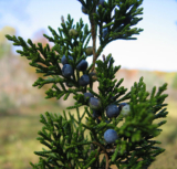Cedarwood, Virginia (Juniperus virginiana) Essential Oil