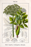 Angelica Root (Angelica archangelica/umbelliferae) Essential Oil