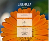 Calendula Herbal Profile (Calendula officinalis)