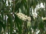 Cajeput (Melaleuca cajuputi, Melaleuca leucadendron) Essential Oil