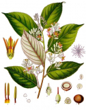 Benzoin (Styrax benzoin) Essential Oil