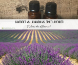 Lavender vs. Lavandin vs. Spike Lavender Essential Oil: What’s the difference?
