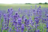 Lavender Essential Oil (Lavandula angustifolia, Lavandula officinalis)