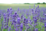 Lavender Essential Oil (Lavandula angustifolia, Lavandula officinalis)